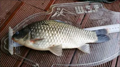 15.11.20 송전지 서울집 조활