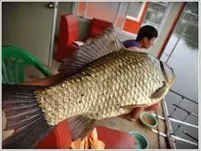 [각평지] 7월 3일 조황 (허리급 붕어와 대물메기)