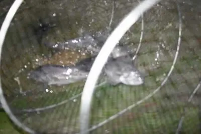 1월 26일 조황 안내!!  ★ 김포바다하우스낚시터 ★