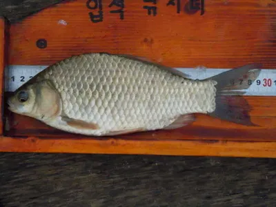 입석낚시터 [토종댐붕어] 7월24일조황