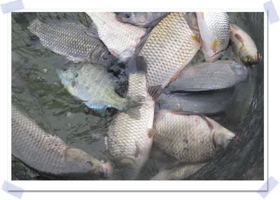 춘천  의암호 자갈섬 낚시터