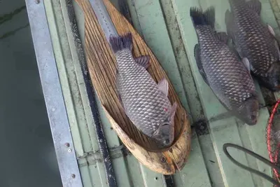 오목낚시터 조황입니다....!!!