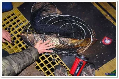 3월 31일 각평낚시공원 조황정보