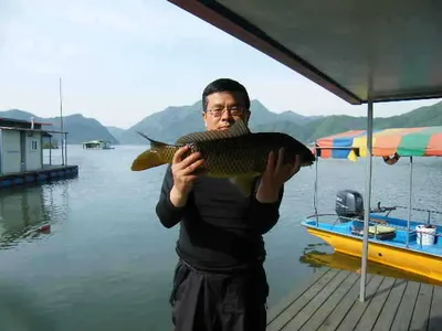 자갈섬조황입니다