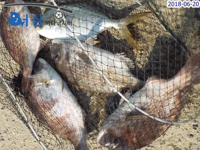 6월20일 어심바다낚시터조황