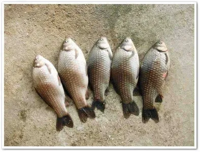 [각평지] 11월 29일 조황정보