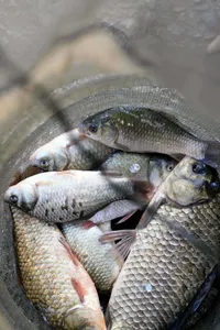 [봉림지] 노란 가을 월척 . 살아나는 조황