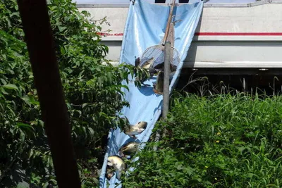 8월 16일 각평지 어자원보충