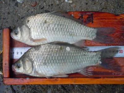 입석낚시터 [토종댐붕어] 7월11일조황