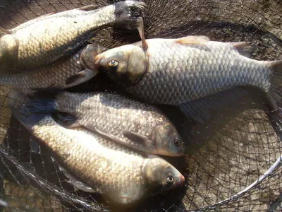 [당진 가교리지 조황화보..]