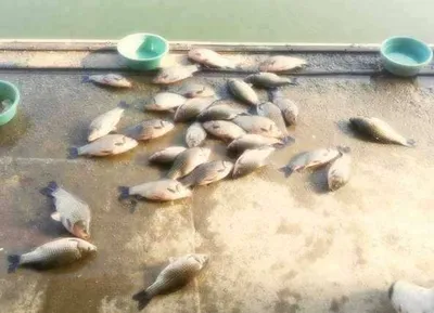 [각평지] 12월 둘째주말 조황정보