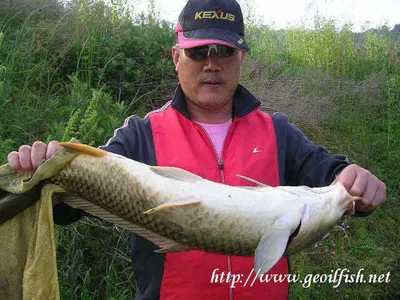 군계일학(群鷄一鶴)