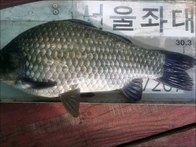 16.10.16 송전지 서울집 조황