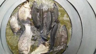 송전지 서울집 6월16일 조황