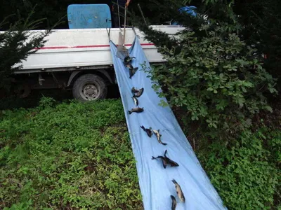 8월 4일 각평지 조황정보