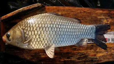 15.09.29 송전지 서울집 조황