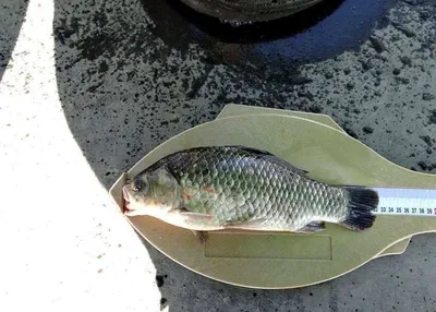 토종붕어 입질이 활발~