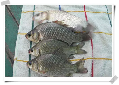 자갈섬낚시터조황입니다