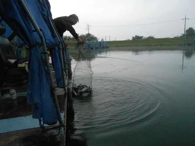 *****실시간 조황사진*****