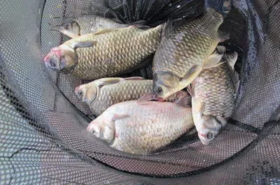 자갈섬낚시터조황입니다