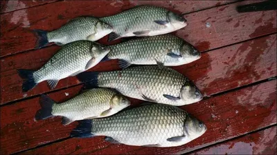 15.10.14 송전지 서울집 조황