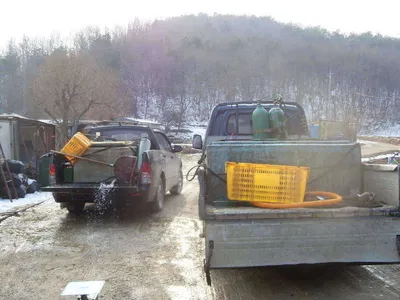 [당진 가교리지] 토종 어자원 대량조성 밎 물낚시진행...