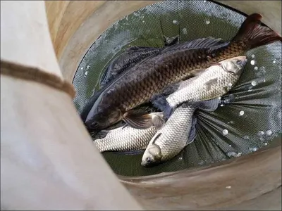 16.09.05 송전지 서울집 조황