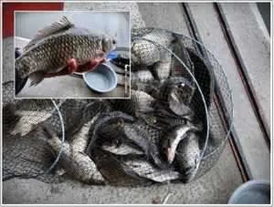 [각평지] 4월 20일 예민하지만 조황은 좋음