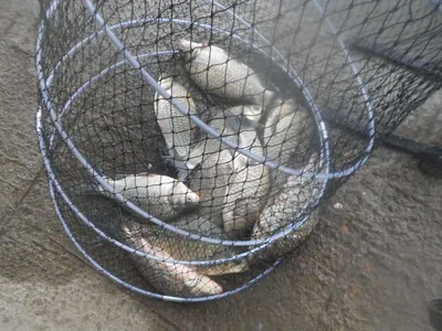 [당진 가교리지  조황화보..]