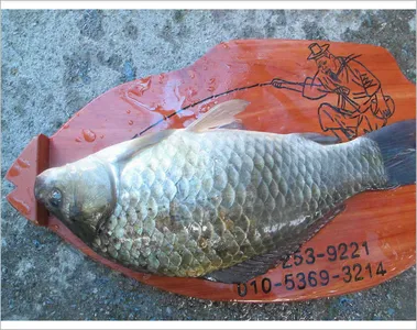 춘천  의암호 자갈섬 낚시터