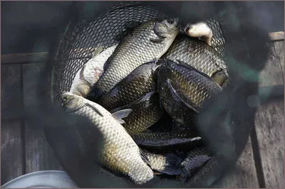 배수기에 조황이 살아 납니다..