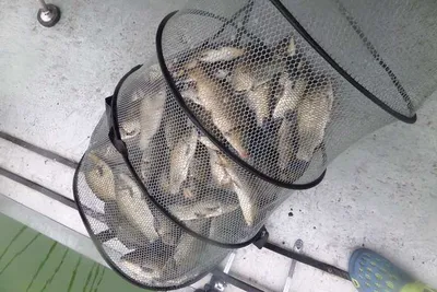 오목낚시터 여름휴가철 조황~