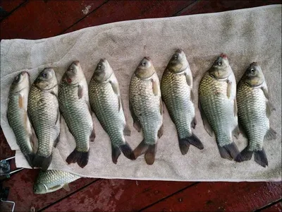 16.08.28.송전지 서울집 조황