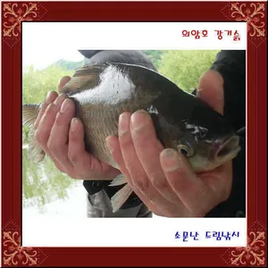 의암호 강기슭, 소문난 드림낚시 입니다.