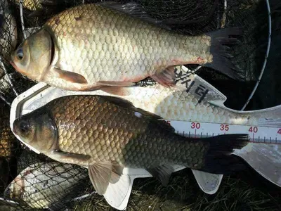 안성죽산장계지