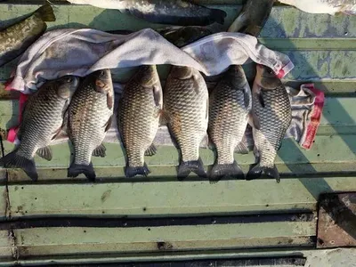 아산 오목낚시터 주후말조황입니다~~~!!!