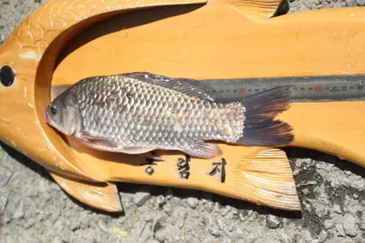 봉림지 호황 시작!!