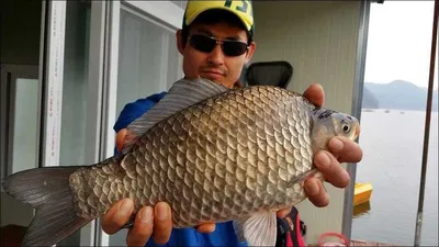 16.03.29 송전지 서울집 4짜두마리및...