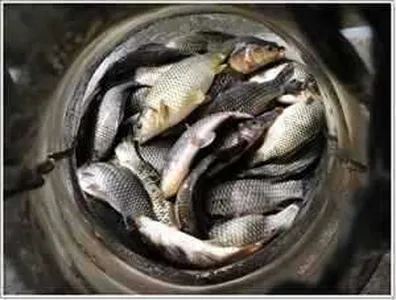 [각평지] 4월 27일(금) 조황 및 토종붕어 방유