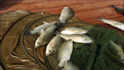 16.08.24 송전지 서울집 조황