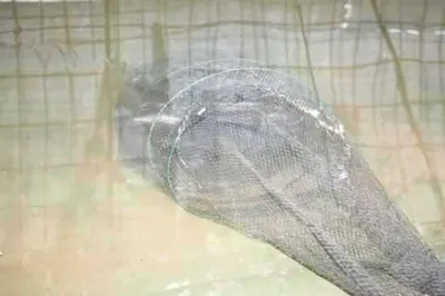 1월 13일 ~ 16일 조황 안내!! ★ 김포바다하우스낚시터 ★