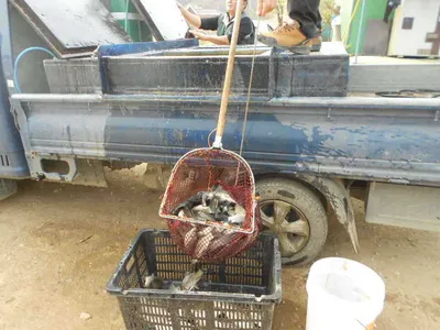 [당진 가교리지] 토종 "큰" 붕어  지속적인 방류..