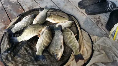 16.08.02 송전지 서울집 조황