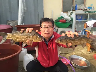 행복낚시터 요룡지 2016년 조황정보입니다.