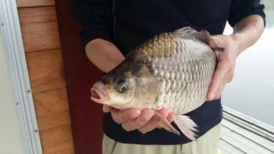 헉!사짜 혹부리붕어..오목낚시터 조황