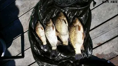 송전서울좌대23일조황