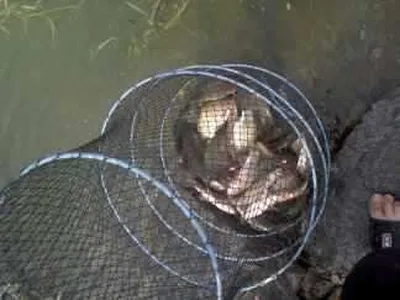 충남공주시 행복낚시터입니다.(요룡지)