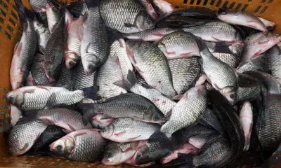 토종붕어 방류합니다