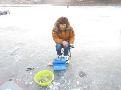 빙어축제 조황소식