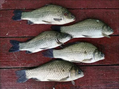 16.08.26 송전지 서울집 조황